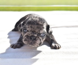 Pug Puppy for sale in PALM COAST, FL, USA