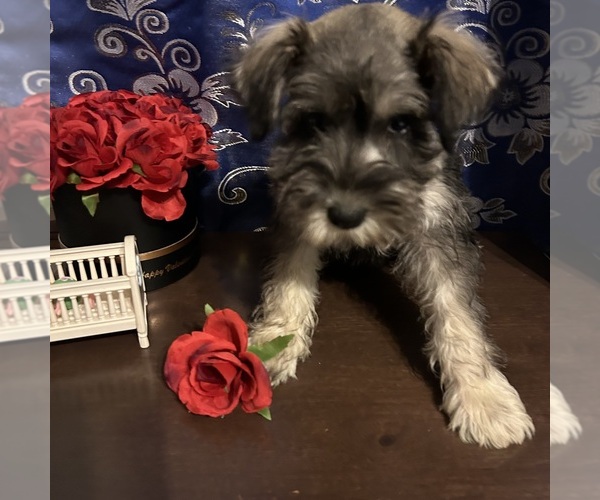Medium Photo #7 Schnauzer (Miniature) Puppy For Sale in BRIDGETON, NJ, USA