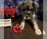Small #6 Schnauzer (Miniature)