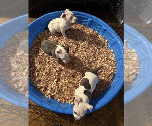 American Bully Puppy for sale in DETROIT, MI, USA