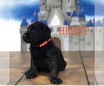 Small Photo #2 Labradoodle Puppy For Sale in BRYAN, TX, USA