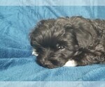 Small Photo #19 Morkie Puppy For Sale in HOLLAND, MI, USA