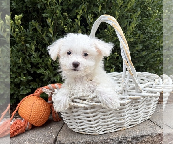 Medium Photo #1 Maltese Puppy For Sale in MIDDLEBURY, IN, USA