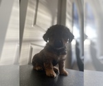 Small Photo #5 Shorkie Tzu Puppy For Sale in BUFFALO, NY, USA