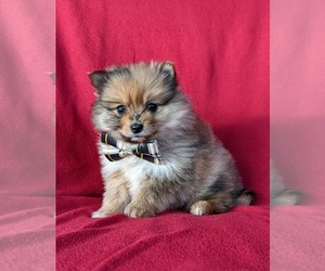 Pomeranian Puppy for sale in LINCOLN UNIV, PA, USA