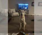 Small #3 Greyhound Mix