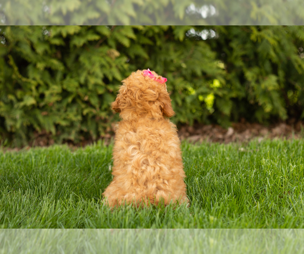 Medium Photo #6 Poodle (Miniature) Puppy For Sale in BREMEN, IN, USA