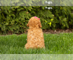 Small Photo #6 Poodle (Miniature) Puppy For Sale in BREMEN, IN, USA