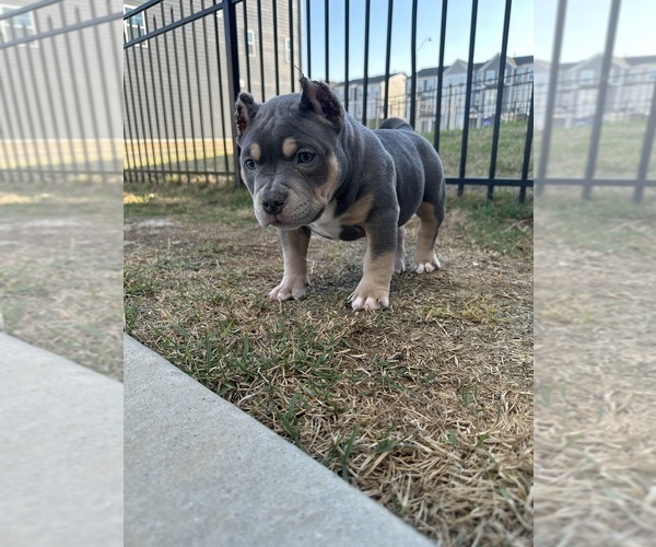 Medium Photo #8 American Bully Puppy For Sale in RALEIGH, NC, USA