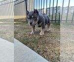 Small Photo #8 American Bully Puppy For Sale in RALEIGH, NC, USA