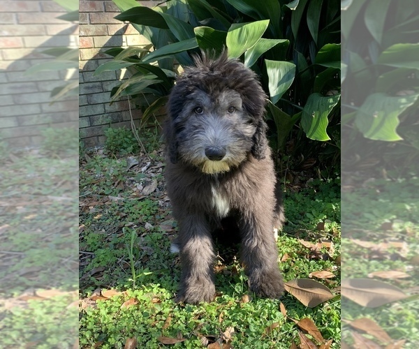 Medium Photo #1 Sheepadoodle Puppy For Sale in CENTURY, FL, USA