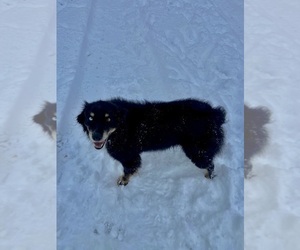 Father of the Miniature American Shepherd puppies born on 02/21/2025