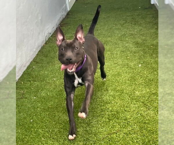 Medium Photo #23 Mutt Puppy For Sale in Pompano Beach , FL, USA