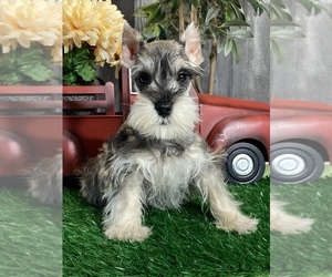 Schnauzer (Miniature) Puppy for sale in CANOGA, NY, USA