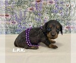 Small Dachshund