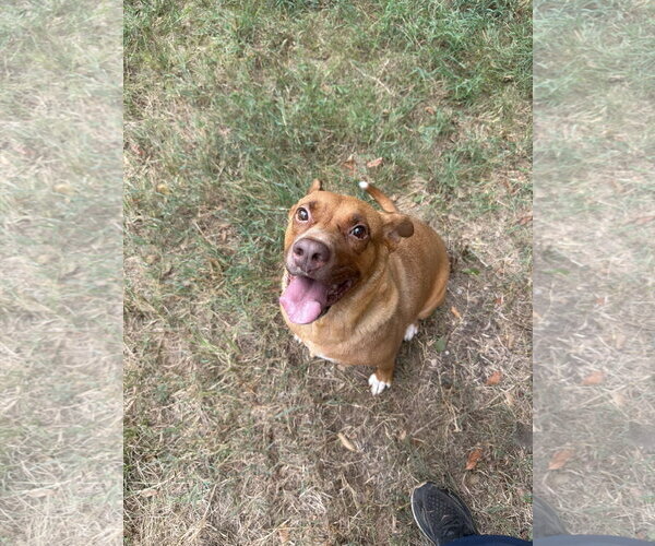 Medium Photo #3 American Staffordshire Terrier-Labrador Retriever Mix Puppy For Sale in Jackson, MS, USA