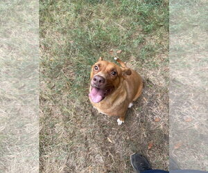 Kathy - Female American Staffordshire Terrier-Labrador Retriever Mix Dog for Adoption - Photo #3