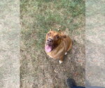 Small #2 American Staffordshire Terrier-Labrador Retriever Mix