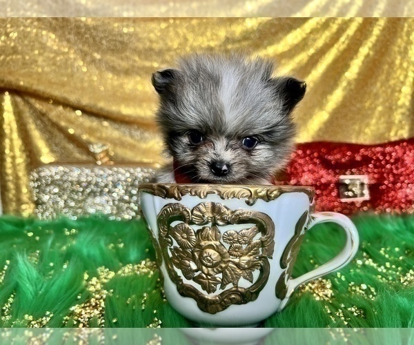 Medium Photo #15 Pomeranian Puppy For Sale in HAYWARD, CA, USA