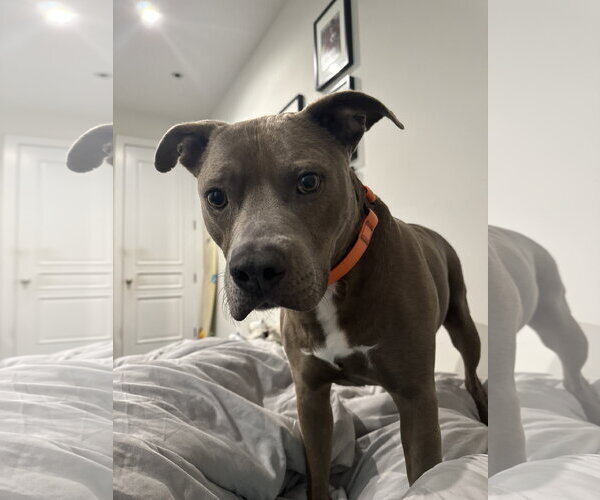 Medium Photo #1 American Pit Bull Terrier-Unknown Mix Puppy For Sale in Miami, FL, USA