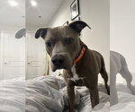 COURTESY POST: Kobe - Male American Pit Bull Terrier-Unknown Mix Dog for Adoption - Small photo