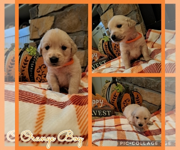 Medium Photo #9 Golden Retriever Puppy For Sale in BROKEN BOW, OK, USA