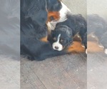 Small Photo #11 Bernese Mountain Dog Puppy For Sale in PAXTON, IL, USA