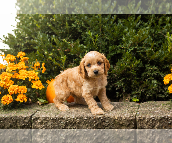 Medium Photo #34 Cocker Spaniel-Poodle (Miniature) Mix Puppy For Sale in NAPPANEE, IN, USA