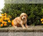 Small #33 Cocker Spaniel-Poodle (Miniature) Mix