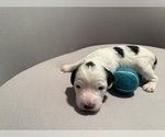 Small Photo #12 Bernedoodle (Miniature) (+ Poodle Miniature) Puppy For Sale in BREA, CA, USA