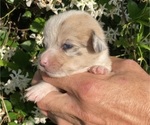 Small Photo #14 American Corgi Puppy For Sale in BRANDON, FL, USA