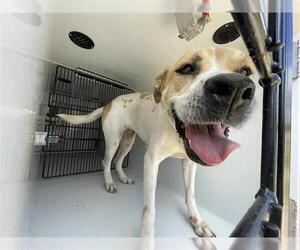 Staffordshire Bull Terrier-Unknown Mix Dogs for adoption in Houston, TX, USA