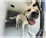 Small Staffordshire Bull Terrier Mix