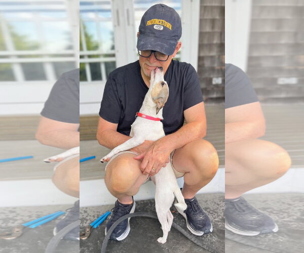Medium Photo #3 Rat Terrier-Shiba Inu Mix Puppy For Sale in Wakefield, RI, USA