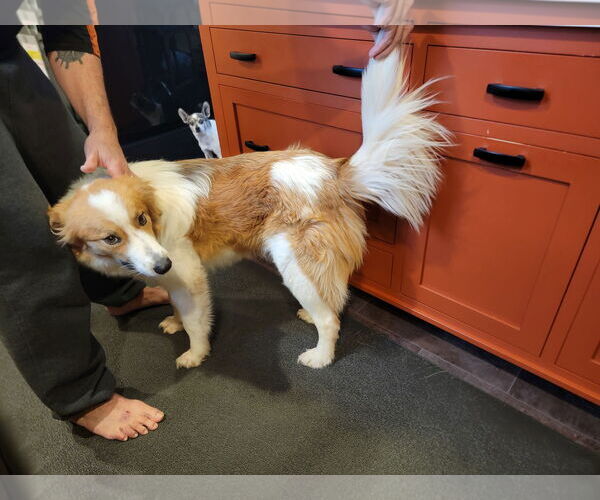 Medium Photo #6 Collie-Unknown Mix Puppy For Sale in Wakefield, RI, USA