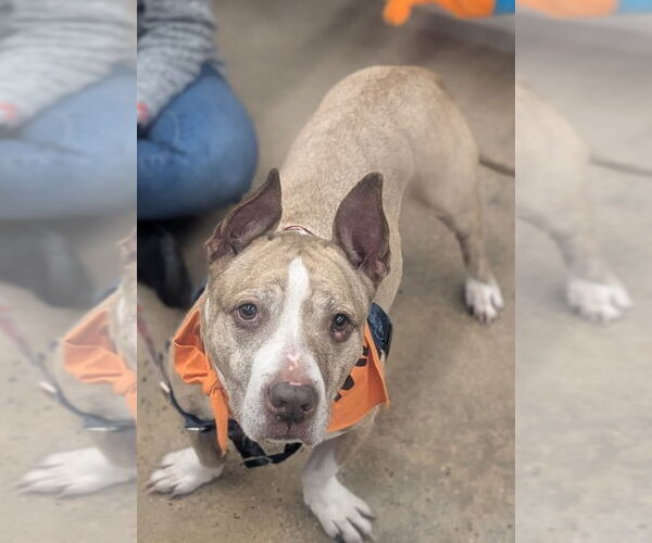 Medium Photo #5 American Staffordshire Terrier Puppy For Sale in Lawrenceville, NJ, USA