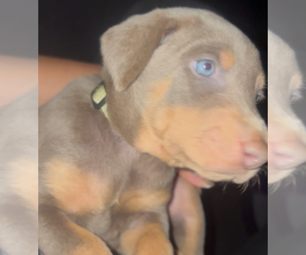 Medium Photo #21 Doberman Pinscher Puppy For Sale in HESPERIA, CA, USA
