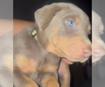 Small #20 Doberman Pinscher