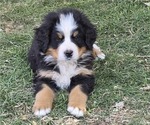 Small #3 Bernese Mountain Dog