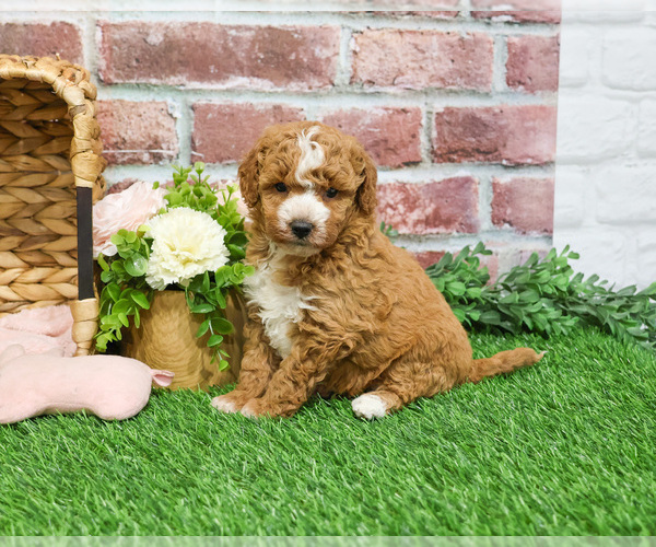 Medium Photo #16 Goldendoodle mix (+ Poodle Miniature) Puppy For Sale in SYRACUSE, IN, USA