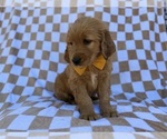 Small #1 Golden Retriever