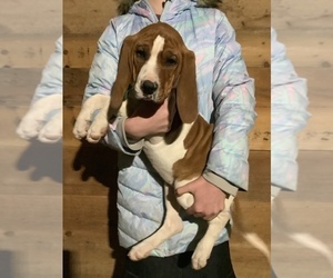 English Coonhound Puppy for sale in HILLSBORO, WI, USA