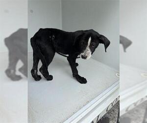 Labrador Retriever-Unknown Mix Dogs for adoption in Houston, TX, USA