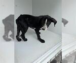 Small Labrador Retriever Mix
