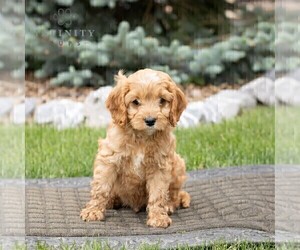 Cavapoo Puppy for Sale in HONEY BROOK, Pennsylvania USA