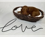 Small Photo #54 Goldendoodle Puppy For Sale in ABILENE, TX, USA