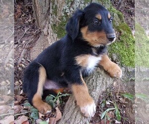 English Shepherd Puppy for sale in FREDERICKSBRG, PA, USA