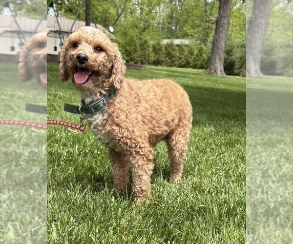 Medium Photo #1 Havapoo Puppy For Sale in MIDDLEBURY, IN, USA