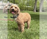 Small Photo #1 Havapoo Puppy For Sale in MIDDLEBURY, IN, USA