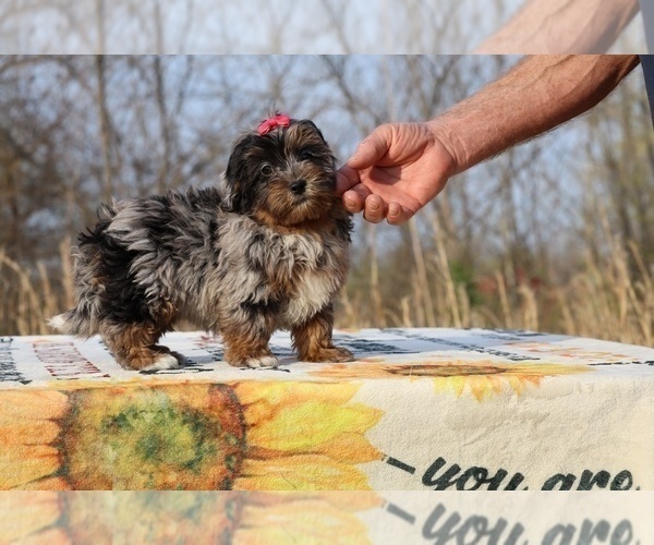 Medium Photo #20 ShihPoo Puppy For Sale in DYERSBURG, TN, USA